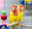 Беременный волнистый попугай (56 фото) - красивые фото и картинки fitdiets.ru