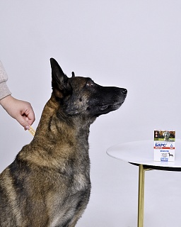 Барс Форте капли инсектоакарицидные для собак: описание, применение, купить по цене производителя