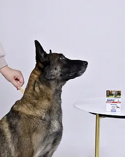 Барс Форте капли инсектоакарицидные для собак: описание, применение, купить по цене производителя